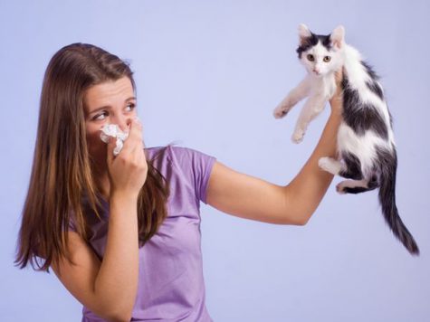 Alergia al pelaje de animales - De qué trata, cuáles son los síntomas y cómo tratarla